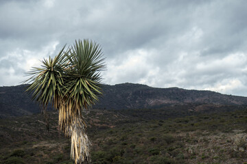 Mexican landscape with Yucca filifera and space for text on the right