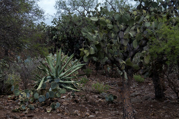 Fototapeta na wymiar Mexican landscape with Opuntia leucotricha, Agave salmiana and rocky ground
