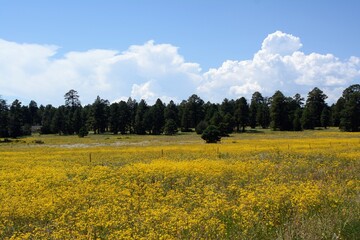 Obraz premium field of yellow flowers