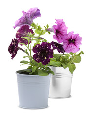 Beautiful flowers in metal pots isolated on white