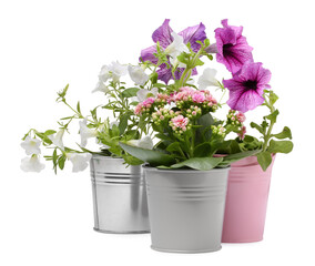 Beautiful flowers in metal pots isolated on white