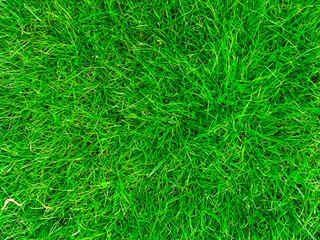 background from green grass texture
