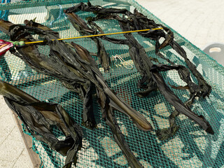 Dried seaweed outdoors on the beach