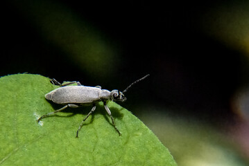 Ashgray blister beetle Epicauta fabricii on dark background