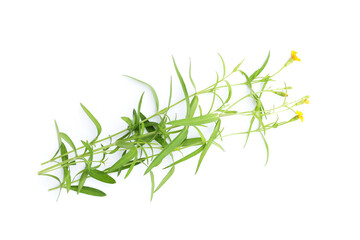 Fresh tarragon on white background.