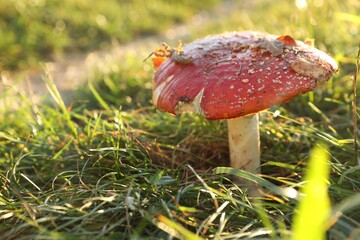One poisonous mushroom growing in forest on sunny day, closeup. Space for text