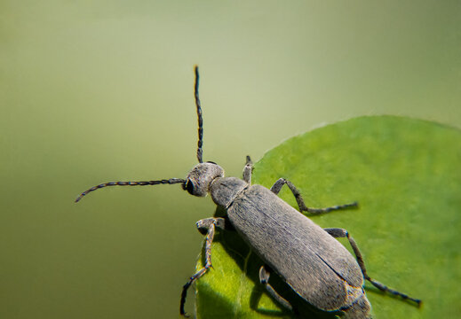 Ashgray blister beetle Epicauta fabricii on green background