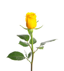 One beautiful yellow rose isolated on white