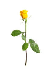 Obraz premium One beautiful yellow rose isolated on white