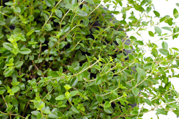 Fresh lemon thyme on white background.