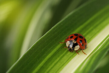 Ladybug on green leaf against blurred background, macro view. Space for text