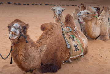 The camels brigade resting in the Gobi desert of Inner Mongolia, China