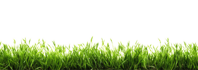 Green grass border, on a transparent background. The horizon of the green lawn. Greenfield frame, background, PNG file - obrazy, fototapety, plakaty
