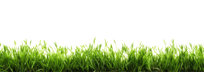Green grass border, on a transparent background. The horizon of the green lawn. Greenfield frame, background, PNG file