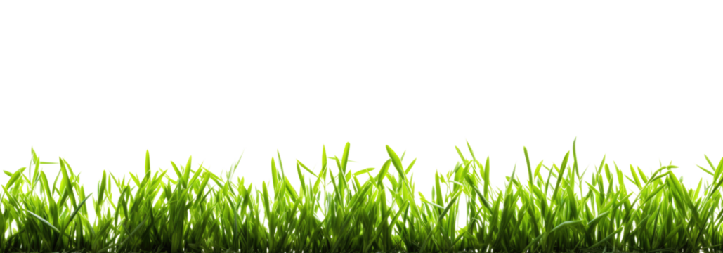 Green grass border, on a transparent background. The horizon of the green lawn. Greenfield frame, background, PNG file