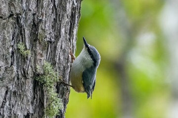 懸命に餌を探すゴジュウカラ