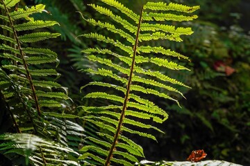 光を浴びて輝くシダの葉