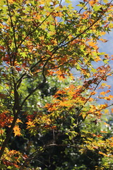 autumn leaves in the forest