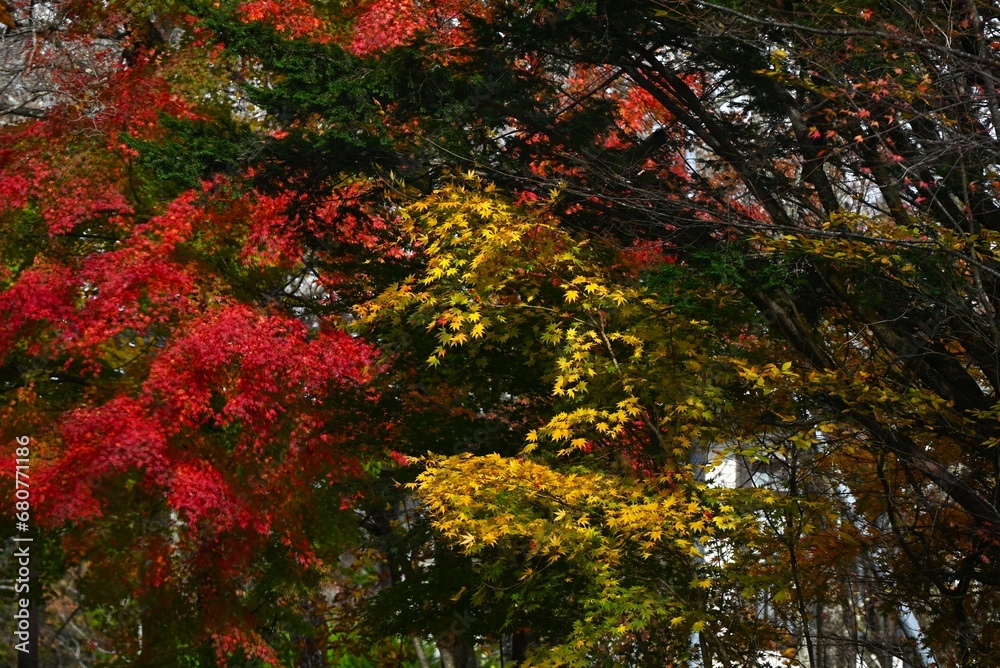 Poster autumn leaves of the japanese maple. beautiful autumn scenery in japan. seasonal background material