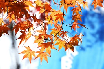 Autumn leaves of the Japanese maple. Beautiful autumn scenery in Japan. Seasonal background material.