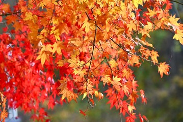 Autumn leaves of the Japanese maple. Beautiful autumn scenery in Japan. Seasonal background material.