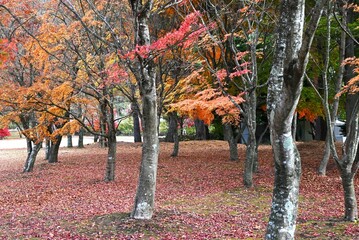 Autumn leaves of the Japanese maple. Beautiful autumn scenery in Japan. Seasonal background material.