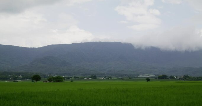 Taitung Chishang paddy rice field