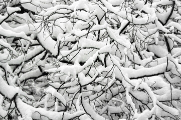 Fresh snow on branches