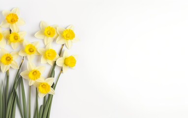 Fototapeta na wymiar Happy start of spring poster. Beautiful yellow daffodils isolated with green leafs on beige background. Garden flowers. Copy space, flat lay. pastel light colors. Fresh banner design. AI Generative.