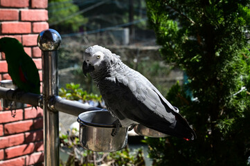 Grey Parrot kept on the farm.