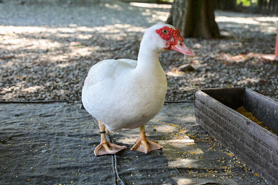 Cairina moschata duck is raised in the farm.