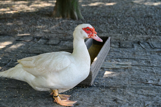 Cairina moschata duck is raised in the farm.