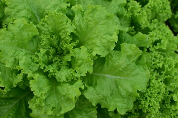 green lettuce leaves
