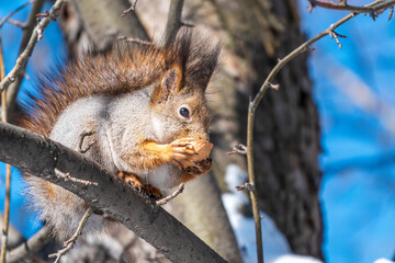The squirrel with nut sits on tree in the winter or late autumn