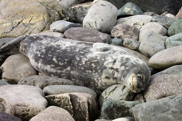 sleeping baby seal in Antarctica 