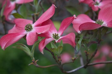 pink flowers in the garden