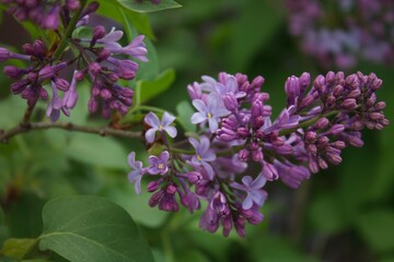 Fototapeta premium lilac flowers in the garden