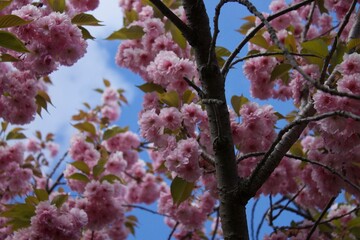 pink tree blossoms in spring