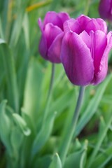 Purple tulip in the garden