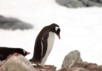 Naklejka premium penguin in polar regions