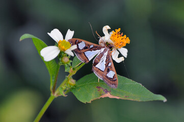 吸蜜するアコウノメイガ（沖縄県・石垣市）
