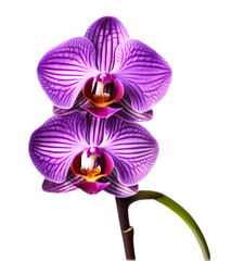 Isolated purple orchid on the white background.	