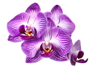 Isolated purple orchid on the white background.	