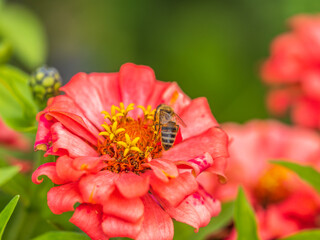 A bee collects nectar from Red marigolds flower in the garden in summer close-up.