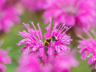 Bumblebee collecting nectar from monarda flower macro photography on a summer day.