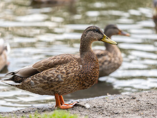 A duck female stands on its paws on the green shore of a pond.