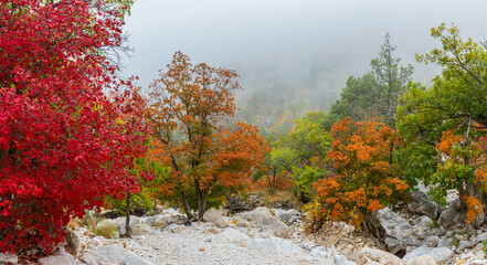 Fall Foliage on The Dry Wash of Devils Hall Trail, Guadalupe Mountains National Park, Texas, USA