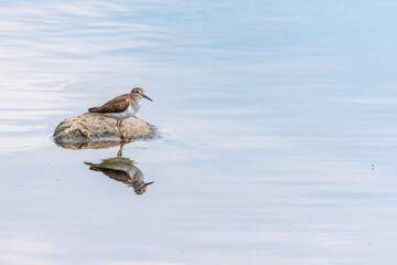 Common sandpiper, Actitis hypoleucos, resting lake shore with reflection in water.