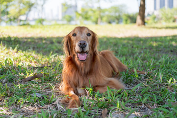 Golden Retriever lying on the grass.