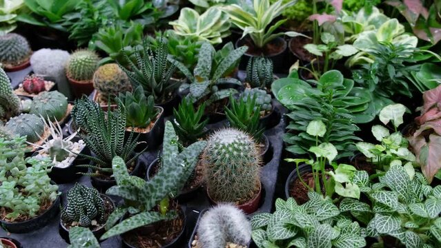 Assorted plants in small pots, cactus, aloe vera, and other decorative plants sold in a shop in Bangkok, Thailand.